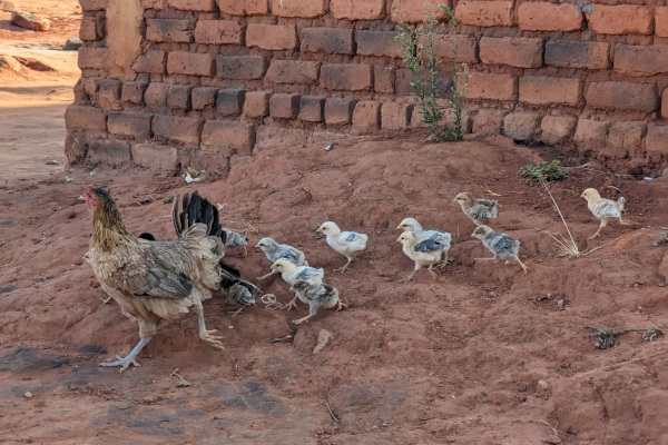 Nkhuku ndi anapiye